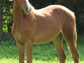 Canaille