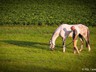 Draak - CIC3* Luhmühlen 2014